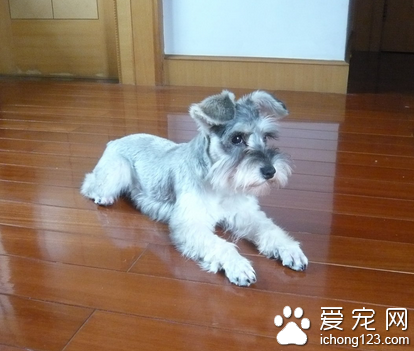 哪种小型犬好养 雪纳瑞犬易饲养