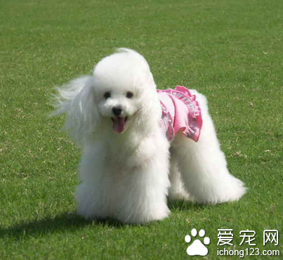 最听话的小型犬 贵宾犬较听话