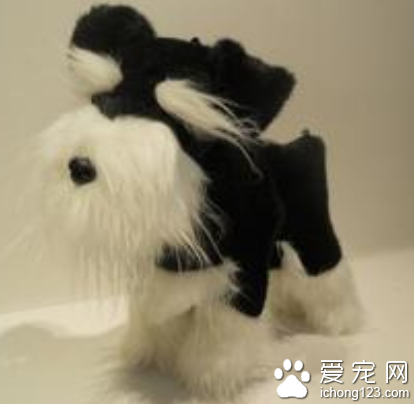 哪种小型犬不掉毛 雪纳瑞掉毛少