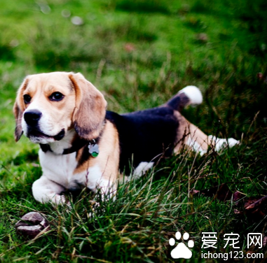 比格犬是小型犬吗 该犬对主人极富感情