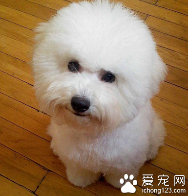 小型宠物犬都有什么 小型犬品种多