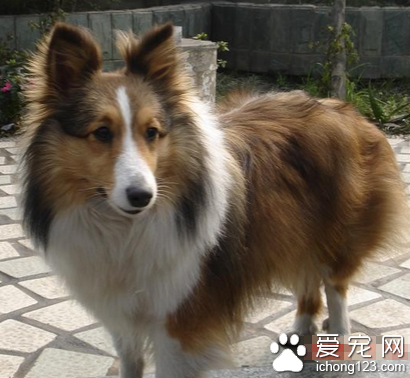 喜乐蒂是小型犬吗 该犬属于中型犬