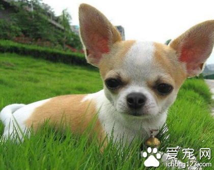 比较凶的小型犬 吉娃娃比较善妒