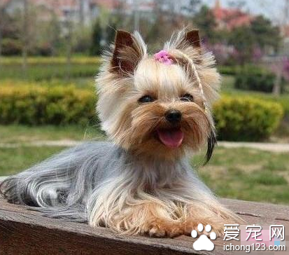 好看的小型犬 根据自己实际情况选择