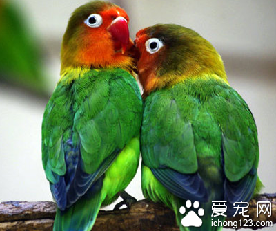 国内首个宠物小镇将在浙江平阳打造 宠物旅游成新时尚