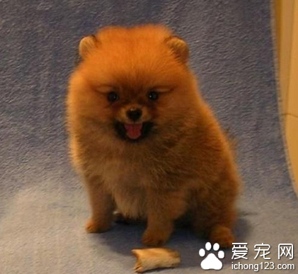 小型犬都有哪些 适合家养的小型犬