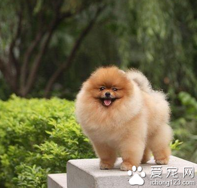最温顺的小型犬 博美是较温顺的小型犬