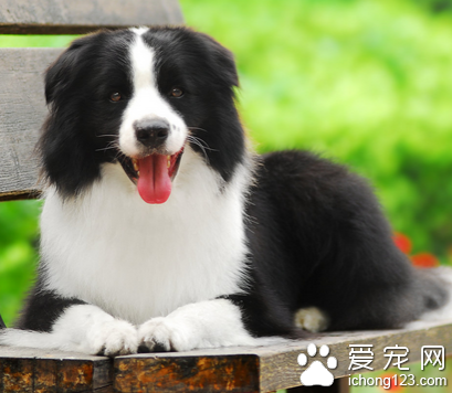 小型边境牧羊犬 该犬较适合家养