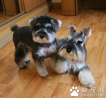 什么小型犬好养 迷你雪纳瑞易饲养