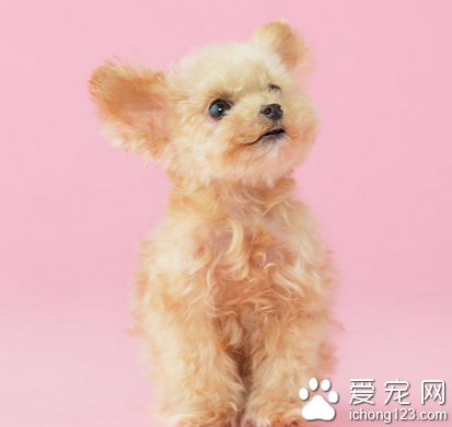 哪种小型犬聪明 玩具贵宾较聪明