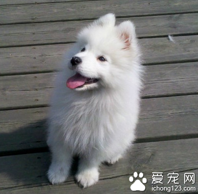 小型犬品种价格 血统纯正的小型犬价格贵