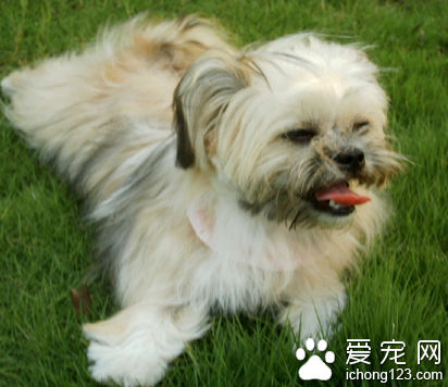 最贵的小型犬 赛级犬价格比较贵