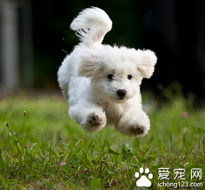 白色小型犬有哪些 毛发不容易打理