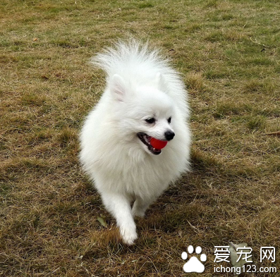 毛茸茸的小型犬 需经常修剪毛发