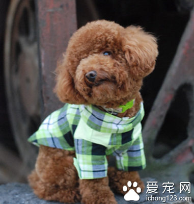 宠物遭遗弃数量增加 对环境还有秩序造成了一定影响