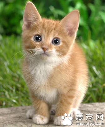 猫流口水怎么办 有可能患“多涎症”