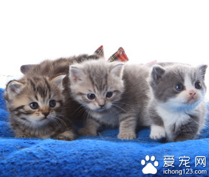 小猫吃什么 不能喂猫吃狗的饲料