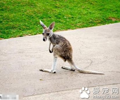 美国禁止将袋鼠作为服务型宠物 得益于新的法令袋鼠幸免于难