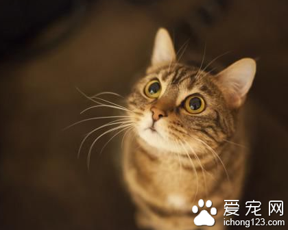 美国一只小猫在经历种种磨难后重新回到主人的怀抱