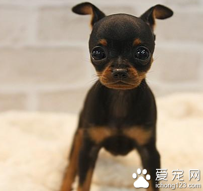 小型短毛犬有哪些 小型犬洗澡方便