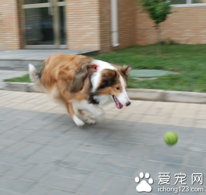 小型犬的品种 小型犬适合小家庭环境