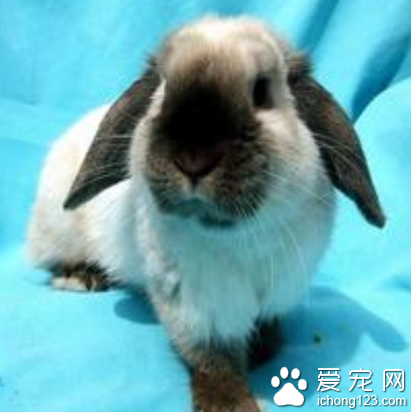 荷兰侏儒兔价格 兔子的主食是牧草