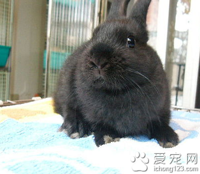 荷兰侏儒兔多少钱啊 它们性格温和友善