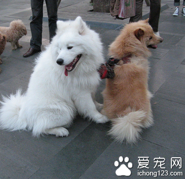 一条宠物犬在绝育手术中意外死亡索赔11万