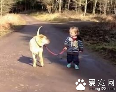 宠物随地大小便市民出行易“踩雷”  影响市民的生活和出行