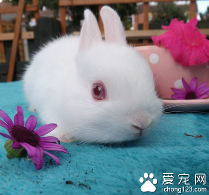 荷兰侏儒兔价钱 它们对生活空间需求小