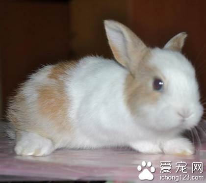 纯种荷兰侏儒兔 耳朵竖立且比较短