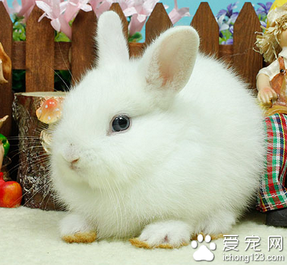 荷兰侏儒兔有味道么 口腔问题引起口臭