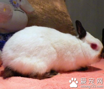 荷兰侏儒兔多大 它们特徵是头大身体小