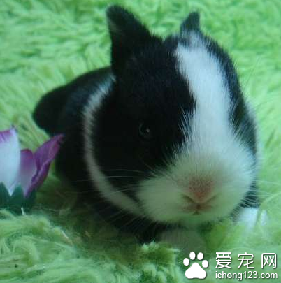 荷兰侏儒兔好养吗 要有充足的食物