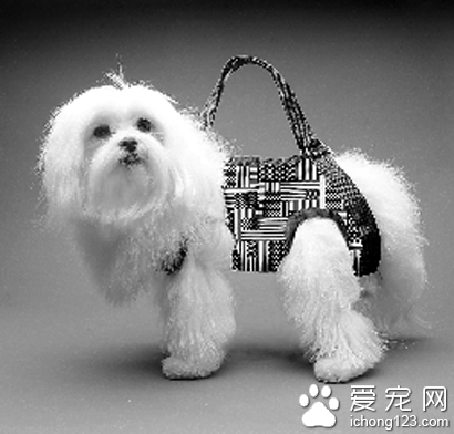 “孕妇”将宠物狗揣怀里想蒙混过安检 被识破要求办理托运