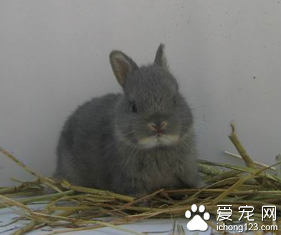 荷兰侏儒兔的价格 不占场所且饲养容易
