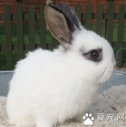 荷兰侏儒兔多钱 本种相当敏感