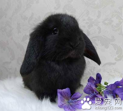 荷兰垂耳兔好养吗 垂耳兔是夜猫子