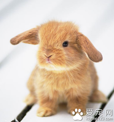 荷兰垂耳兔能长多大 是适合小朋友的宠物
