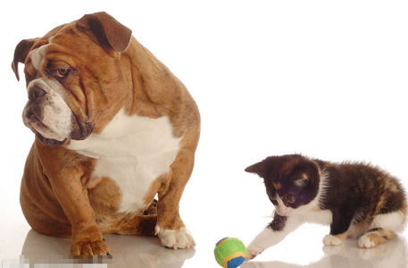 养猫还是养狗 猫狗都各有特点