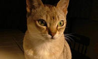 世界上最小的猫 新加坡猫体型最小