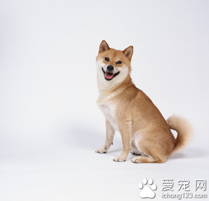 宠物狗皮肤病 狗狗皮肤病治疗方法