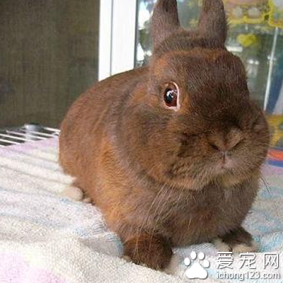 荷兰侏儒兔多少钱 体积最小的宠物兔