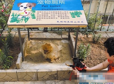 大连推出“宠物厕所”  让宠物狗在固定地点进行排泄