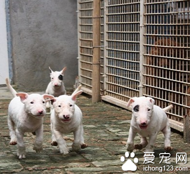 宠物市场狗粮仓库失火原因不明 火势严重估算损失三四十万