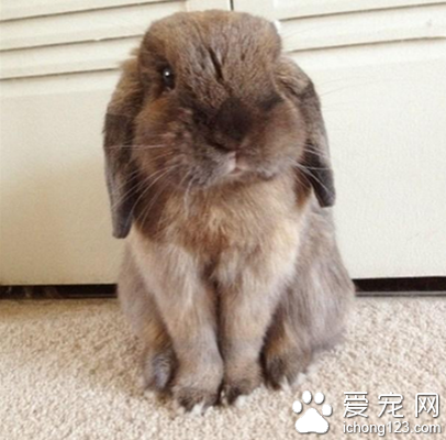 荷兰垂耳兔多大 兔子是很爱干净的