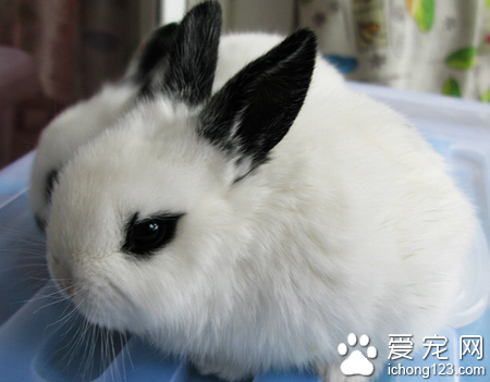 荷兰兔吃什么  草是荷兰兔的主食