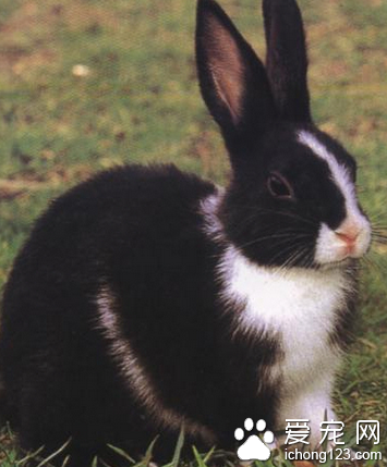 荷兰兔一日吃几餐 兔子忌食的东西