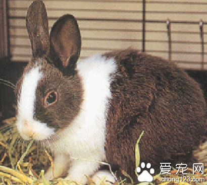 荷兰兔的外形 脸部有呈倒转V字