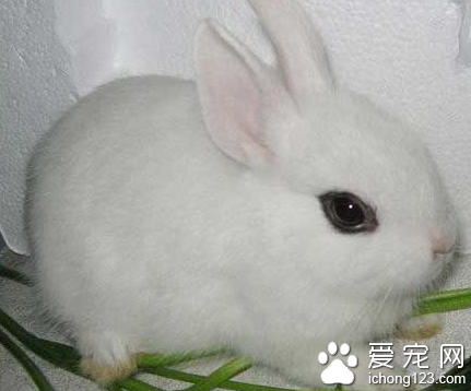 海棠兔多少钱 海棠兔身体是纯白色